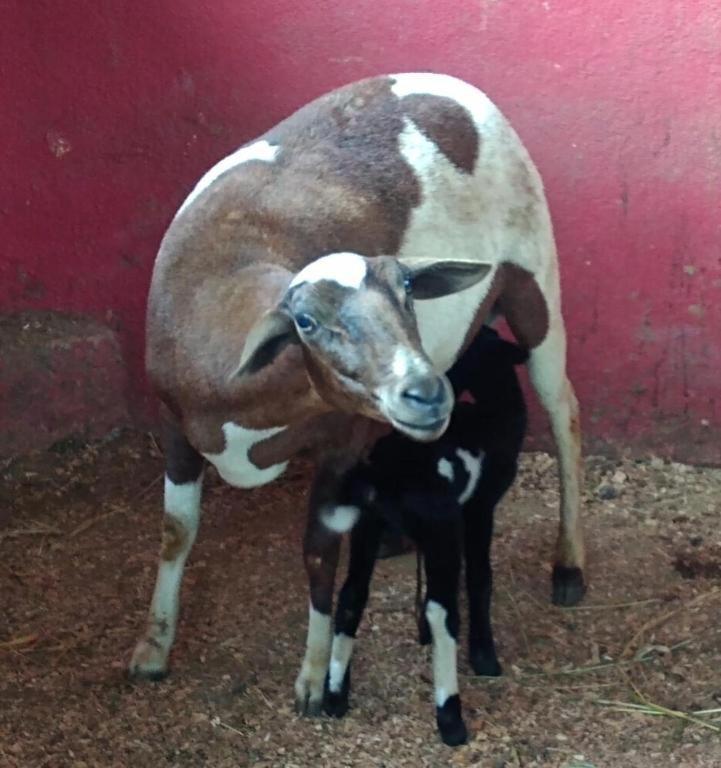Aldeia Parque Pousada Rural São Roque المظهر الخارجي الصورة