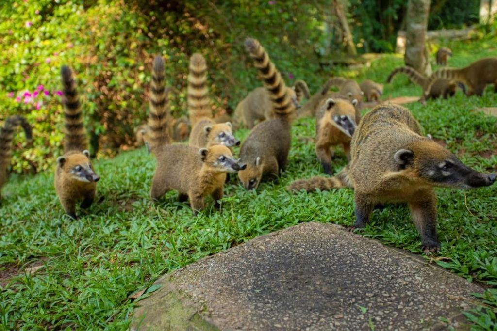 Aldeia Parque Pousada Rural São Roque المظهر الخارجي الصورة