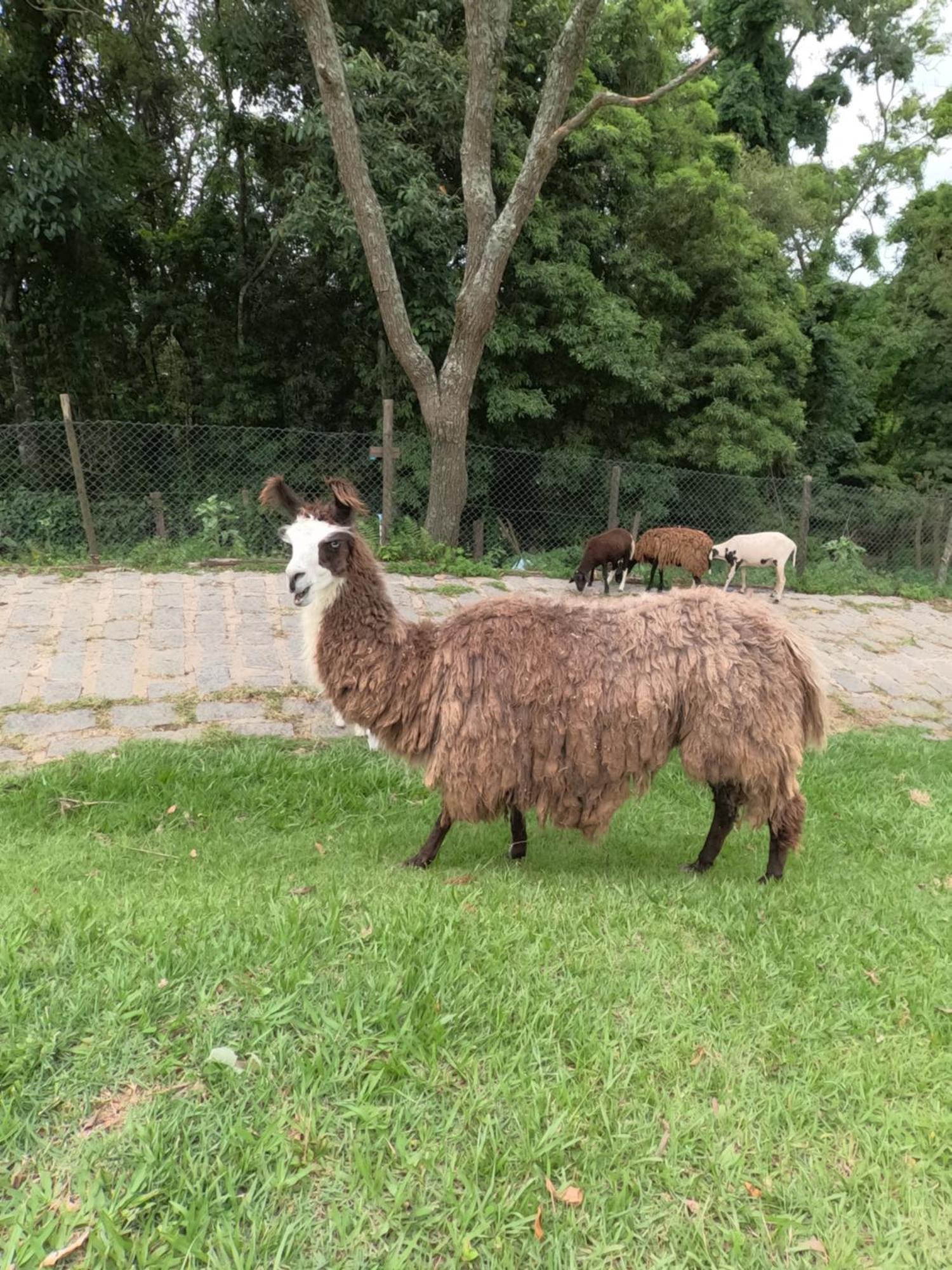 Aldeia Parque Pousada Rural São Roque المظهر الخارجي الصورة