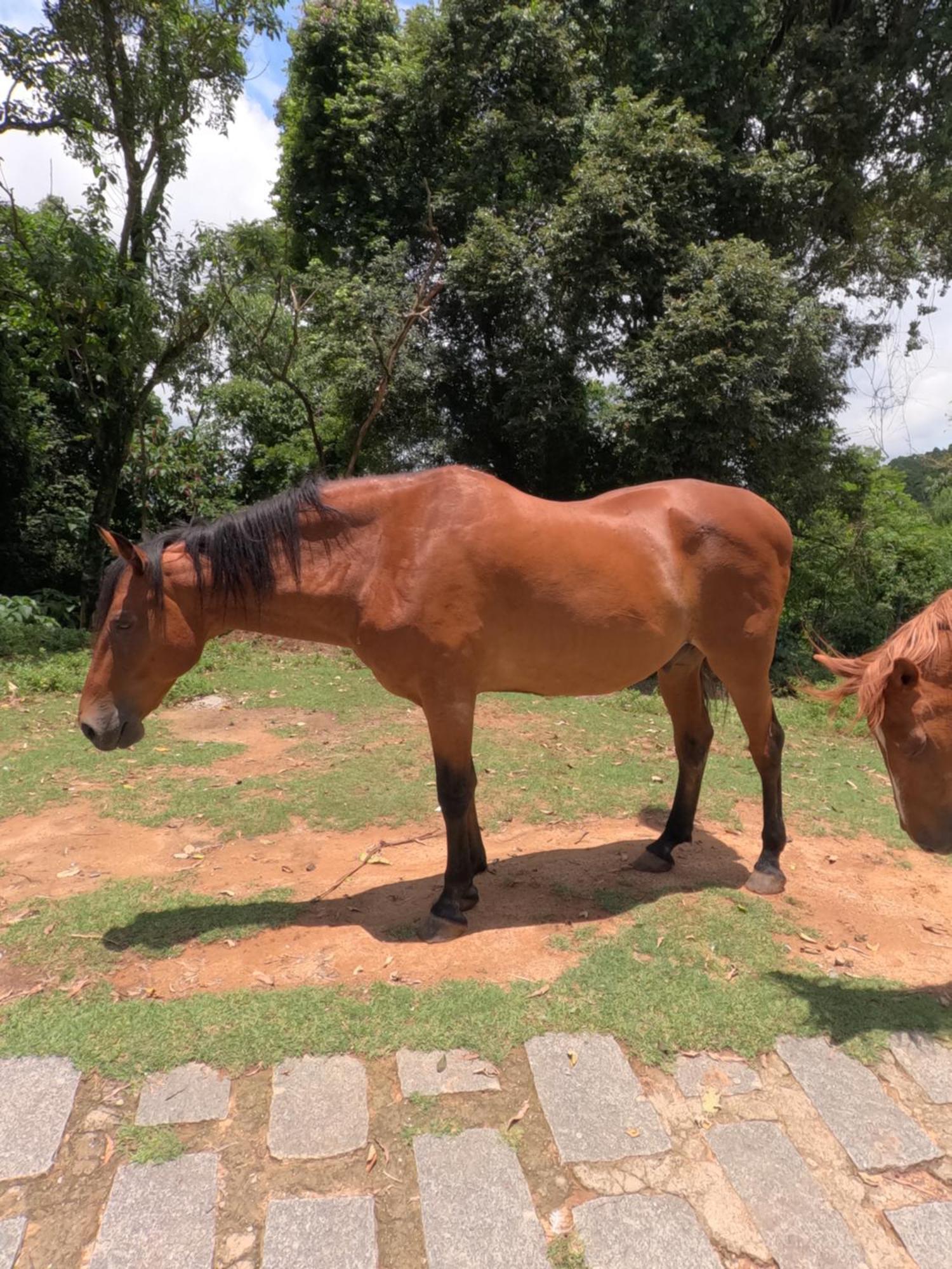 Aldeia Parque Pousada Rural São Roque المظهر الخارجي الصورة